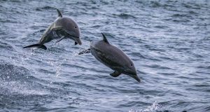 Caribbean Adventure That Takes You to Islands, Beaches, and Culture