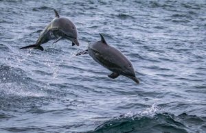 Caribbean Adventure That Takes You to Islands, Beaches, and Culture
