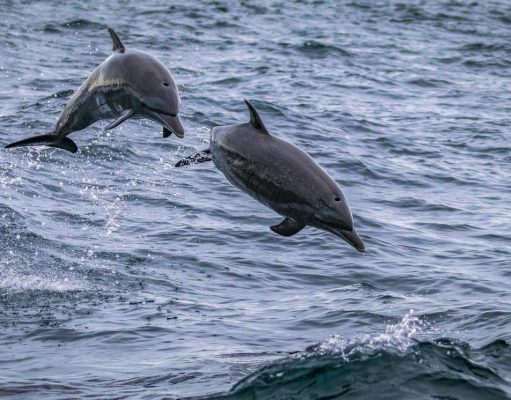 Caribbean Adventure That Takes You to Islands, Beaches, and Culture
