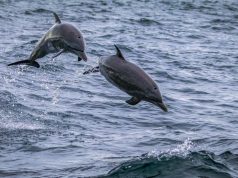 Aventura Caribeña que Recorre Islas, Playas y Cultura