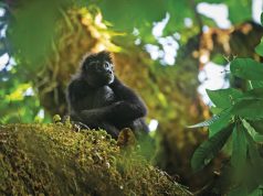 Panamá Este: Una Aventura Ecoturística por Descubrir