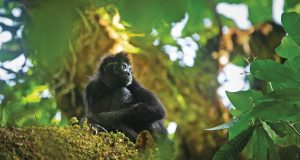 Panamá Este: Una Aventura Ecoturística por Descubrir