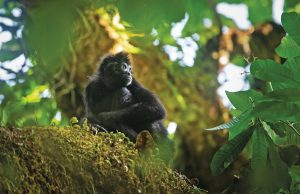 Panamá Este: Una Aventura Ecoturística por Descubrir