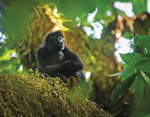 Panamá Este, Una Aventura Ecoturística por Descubrir