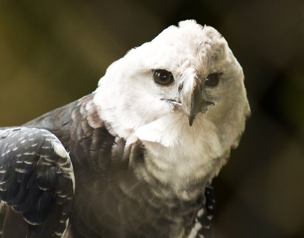 agila